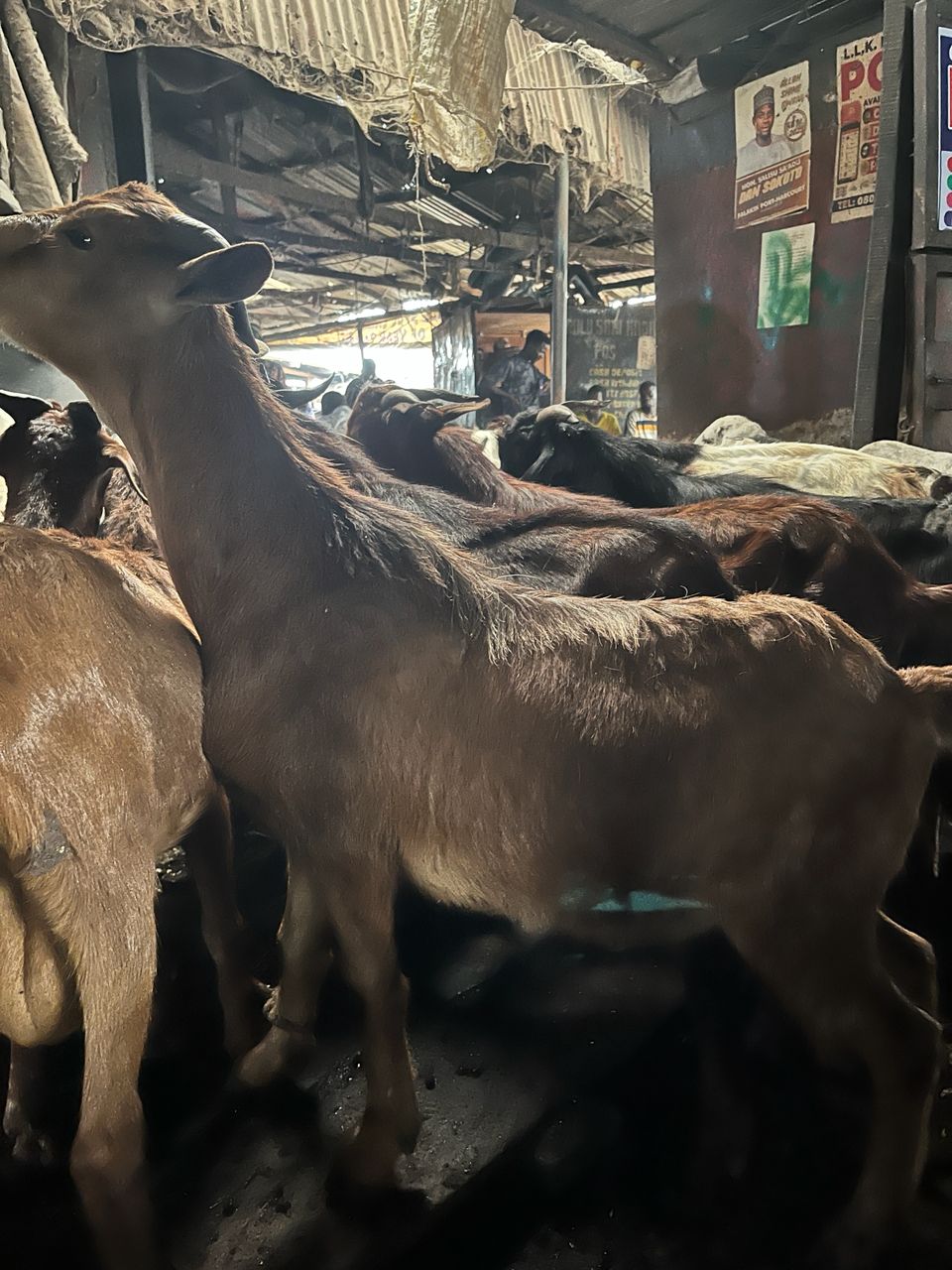 Big goat (Port Harcourt) 