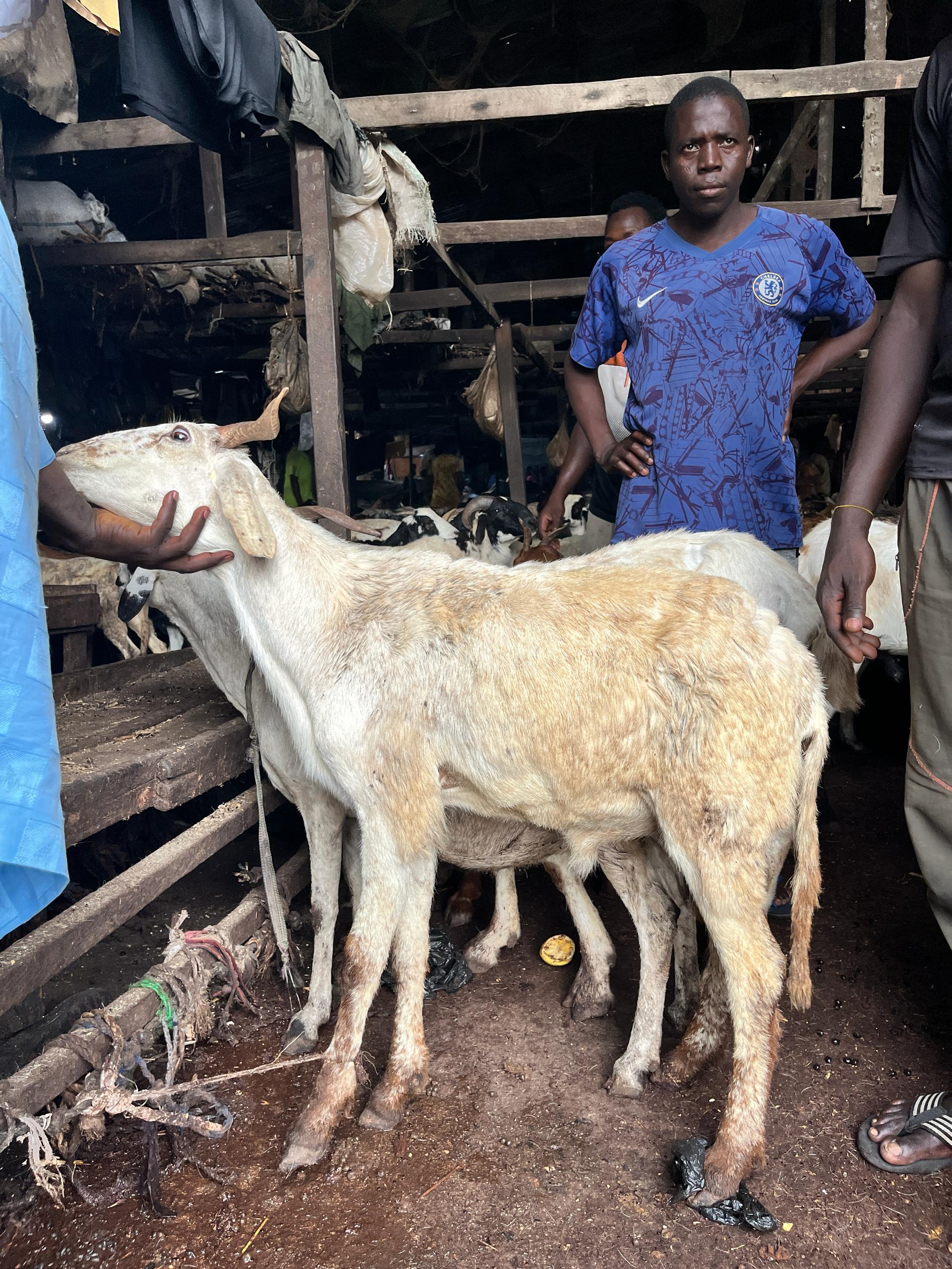 Big Ram (Port Harcourt) 